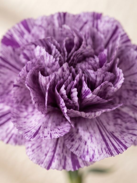 MOONSTRIKE VARIEGATED PURPLE CARNATIONS
